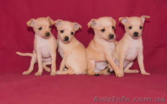 Кремовые щенки от самого титулованог той-терьера в Украине - <ro>Изображение</ro><ru>Изображение</ru> #1, <ru>Объявление</ru> #846179