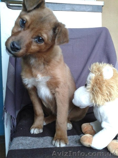 Маленькая собачка в заботливые руки! - <ro>Изображение</ro><ru>Изображение</ru> #1, <ru>Объявление</ru> #838643