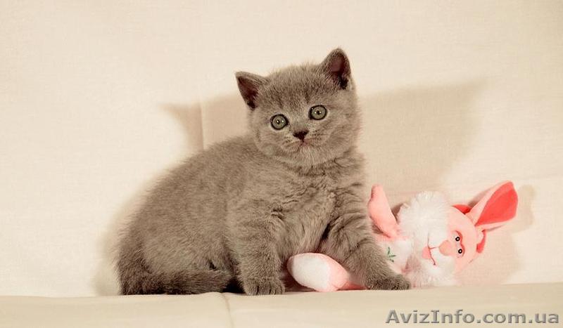 Продается чудная британочка - <ro>Изображение</ro><ru>Изображение</ru> #1, <ru>Объявление</ru> #862898