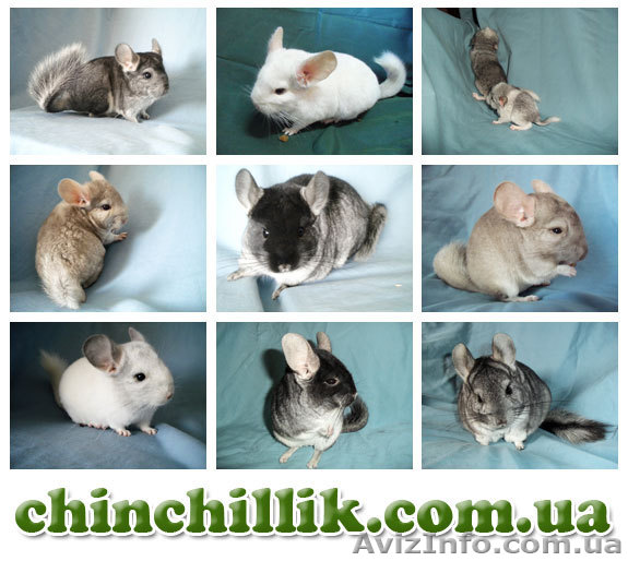 Продажа шиншилл из питомника, купить шиншиллу в Украине - <ro>Изображение</ro><ru>Изображение</ru> #1, <ru>Объявление</ru> #868995