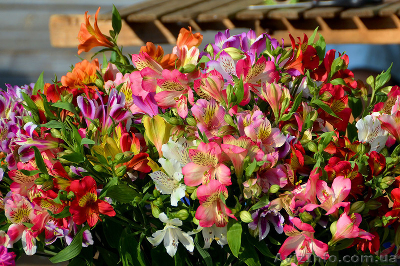 Альстромерия для выгонки - <ro>Изображение</ro><ru>Изображение</ru> #1, <ru>Объявление</ru> #858871