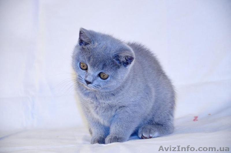 Классная британочка, супер плюшка - <ro>Изображение</ro><ru>Изображение</ru> #1, <ru>Объявление</ru> #868057