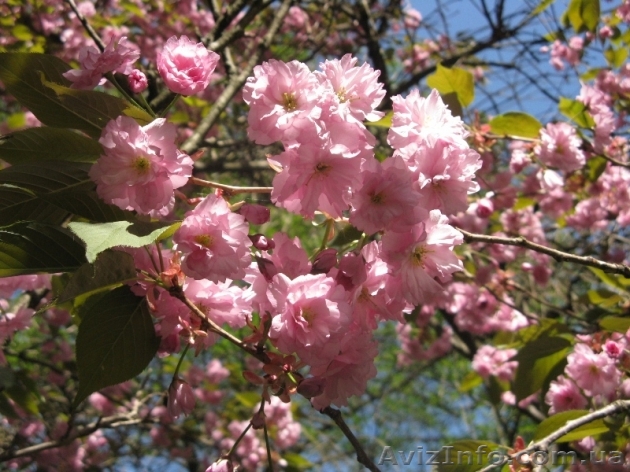 Туры на майские праздники по Заподной Украине, 2013 - <ro>Изображение</ro><ru>Изображение</ru> #1, <ru>Объявление</ru> #860088