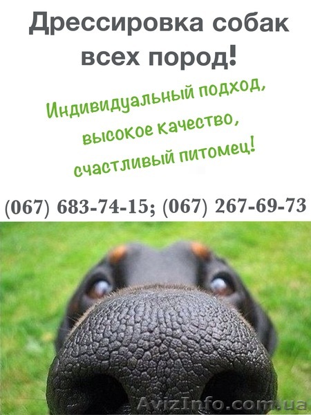 Индивидуально, дрессировка вашего питомца - <ro>Изображение</ro><ru>Изображение</ru> #1, <ru>Объявление</ru> #858190