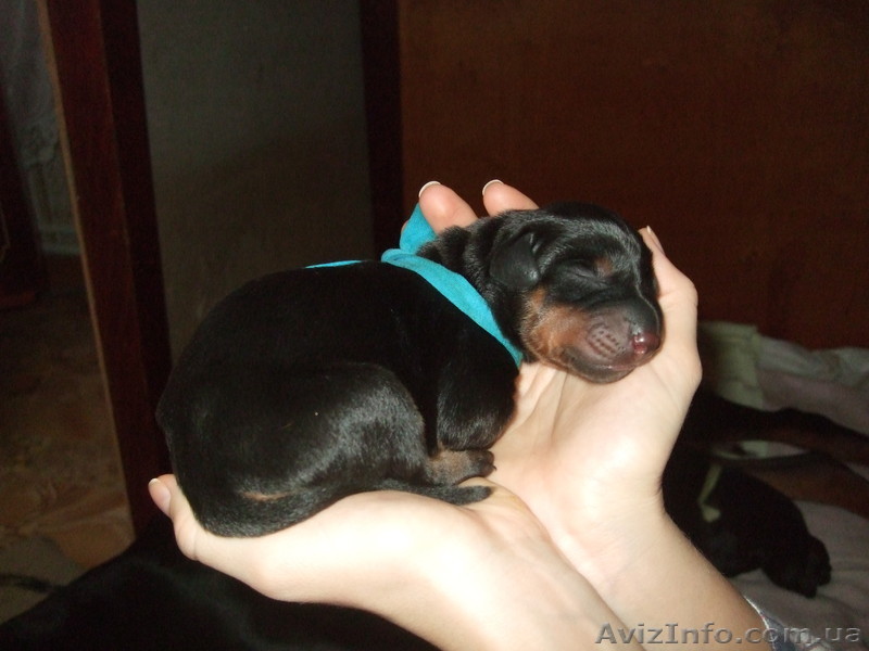 продаю щенков добермана - <ro>Изображение</ro><ru>Изображение</ru> #1, <ru>Объявление</ru> #872441