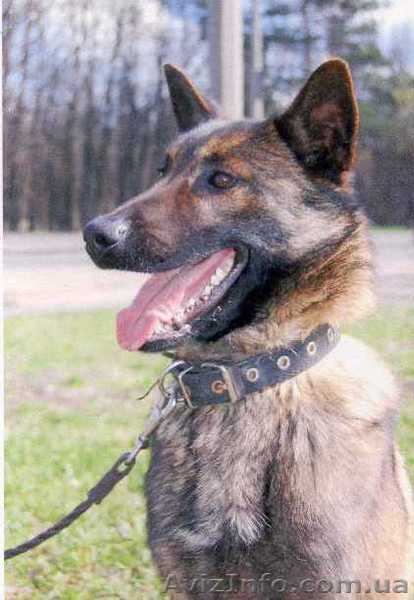 Срочная продажа бойцовской собаки!   - <ro>Изображение</ro><ru>Изображение</ru> #1, <ru>Объявление</ru> #864078