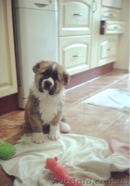 продам щенка алабая, красавчик и умничька - <ro>Изображение</ro><ru>Изображение</ru> #1, <ru>Объявление</ru> #855504