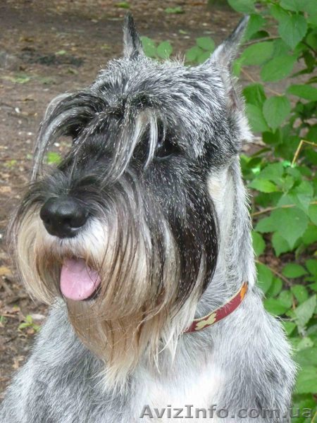 Щенки Миттельшнауцера (ожидается рождение скоро) - <ro>Изображение</ro><ru>Изображение</ru> #1, <ru>Объявление</ru> #858366