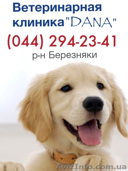 Стрижки собак и котов  - <ro>Изображение</ro><ru>Изображение</ru> #1, <ru>Объявление</ru> #858181