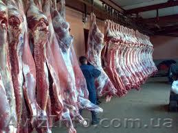 Свининые полутушки высокого качества по Украине - <ro>Изображение</ro><ru>Изображение</ru> #1, <ru>Объявление</ru> #852773