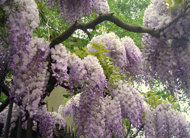 Глициния купить в Украине, саженцы Глициния (Вистерия) оптом - <ro>Изображение</ro><ru>Изображение</ru> #1, <ru>Объявление</ru> #891850