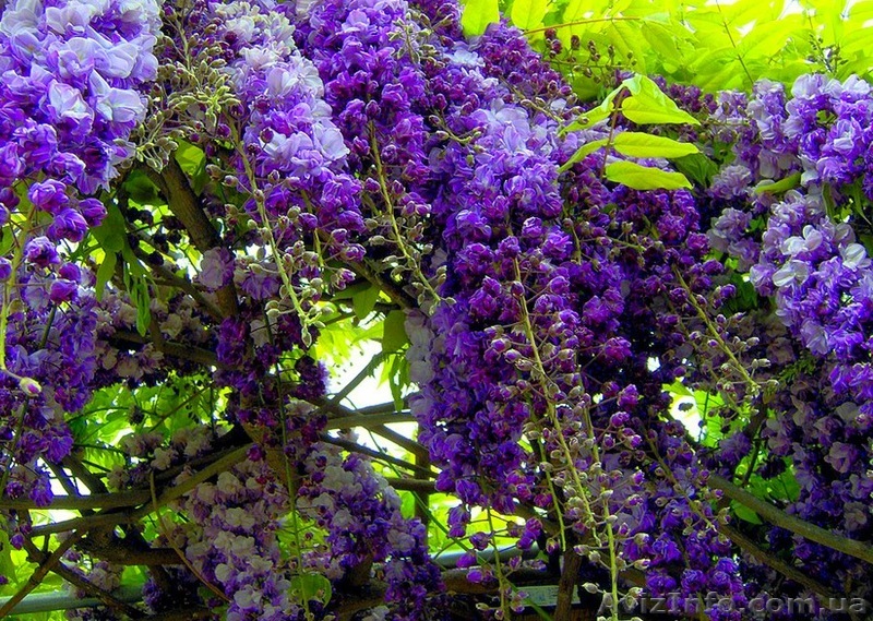 Глициния продажа саженцев оптом, саженцы Глициния Вистерия - <ro>Изображение</ro><ru>Изображение</ru> #1, <ru>Объявление</ru> #892278
