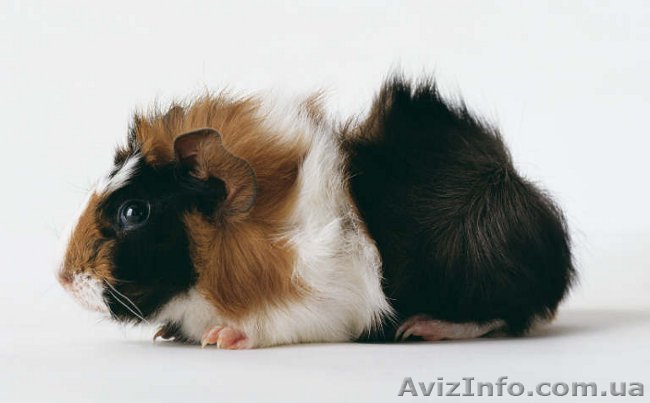 морская свинка Абиссинец. - <ro>Изображение</ro><ru>Изображение</ru> #1, <ru>Объявление</ru> #891193