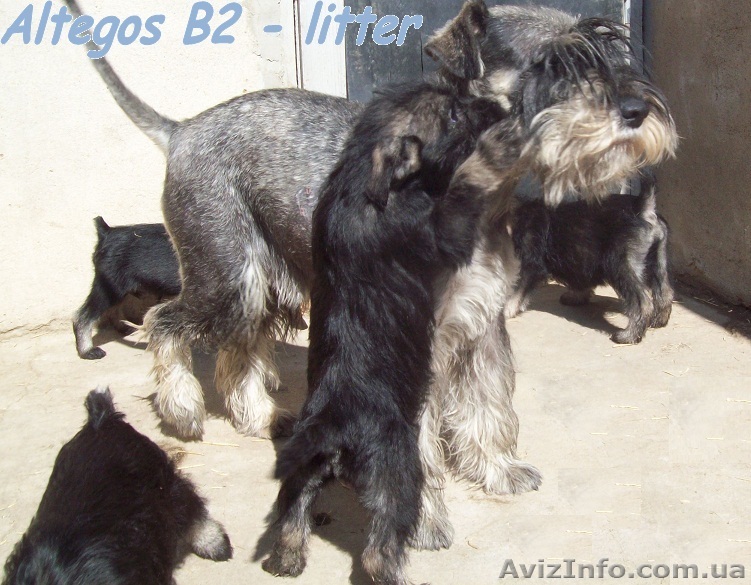 Миттельшнауцер, щенки - <ro>Изображение</ro><ru>Изображение</ru> #1, <ru>Объявление</ru> #875430
