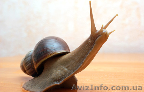 гиганские улитки Ахатины - <ro>Изображение</ro><ru>Изображение</ru> #1, <ru>Объявление</ru> #891195