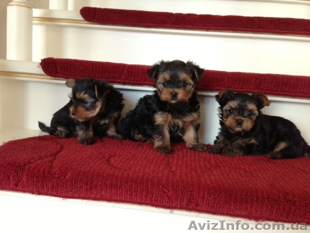 Красивые малыши-Йорки - <ro>Изображение</ro><ru>Изображение</ru> #1, <ru>Объявление</ru> #881785