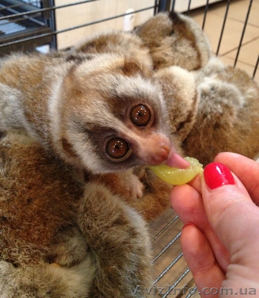 Лори Толстый, Куканг купить можно у нас - <ro>Изображение</ro><ru>Изображение</ru> #1, <ru>Объявление</ru> #876853