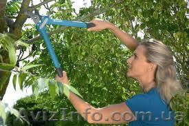 Обрезка деревьев киев	 - <ro>Изображение</ro><ru>Изображение</ru> #1, <ru>Объявление</ru> #877440