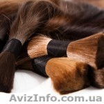 Купим дорого у вас натуральные волосы. - <ro>Изображение</ro><ru>Изображение</ru> #1, <ru>Объявление</ru> #884337