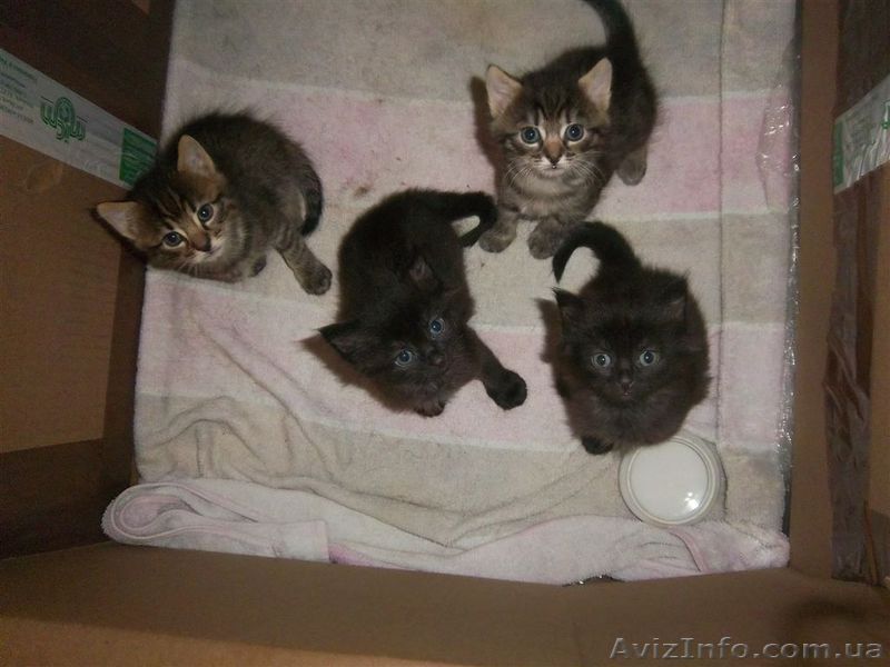 Очаровательны кот мэйн-кун, 2 мес. Очень крупны, игривы, ласковый.  - <ro>Изображение</ro><ru>Изображение</ru> #1, <ru>Объявление</ru> #873226