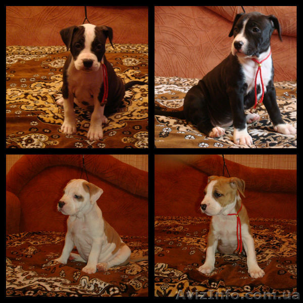 Великолепные стафики - <ro>Изображение</ro><ru>Изображение</ru> #1, <ru>Объявление</ru> #878953