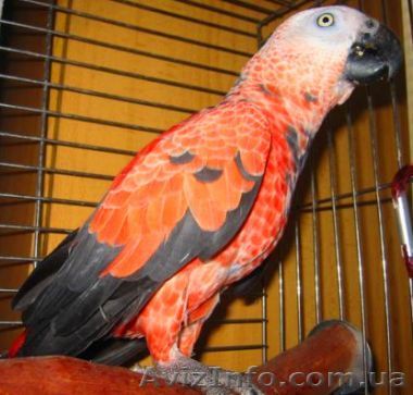 Жако Алохвостый ручные птенцы выкормыши купить можно у нас  - <ro>Изображение</ro><ru>Изображение</ru> #1, <ru>Объявление</ru> #879220