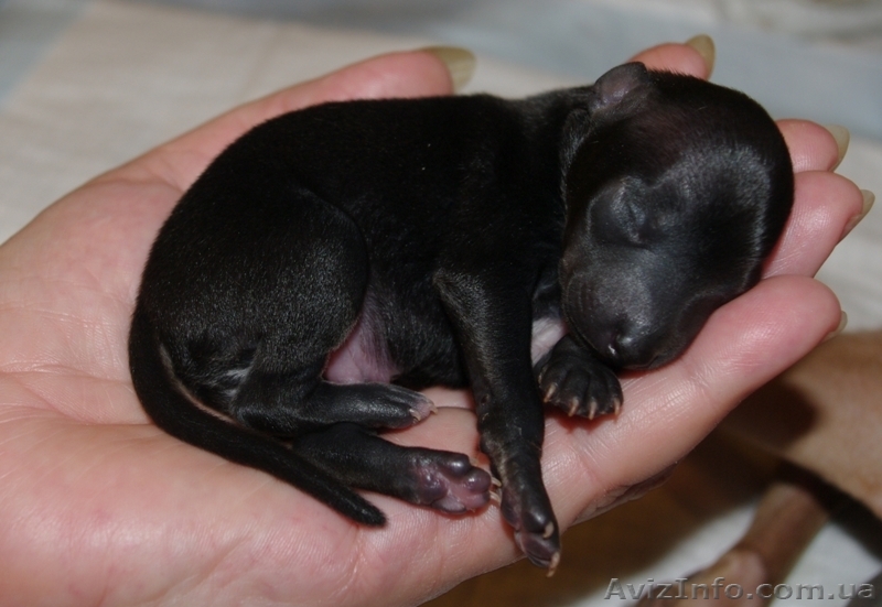 Левретка щенки купить - <ro>Изображение</ro><ru>Изображение</ru> #1, <ru>Объявление</ru> #879114