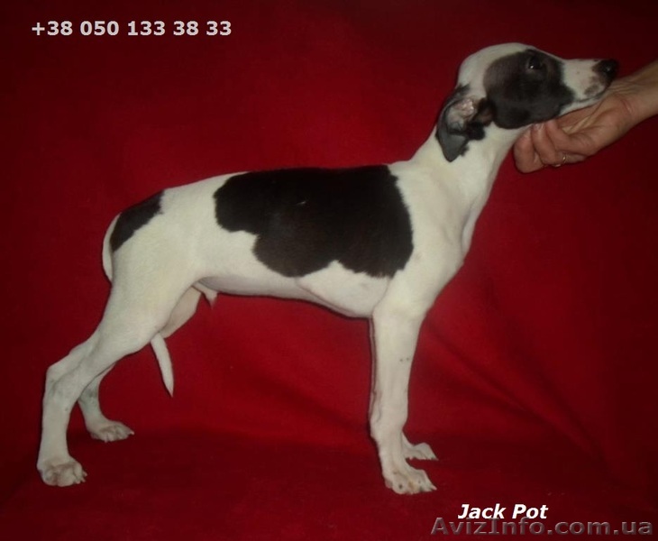 Уиппет. Щенки, Малая Борзая - <ro>Изображение</ro><ru>Изображение</ru> #1, <ru>Объявление</ru> #879116