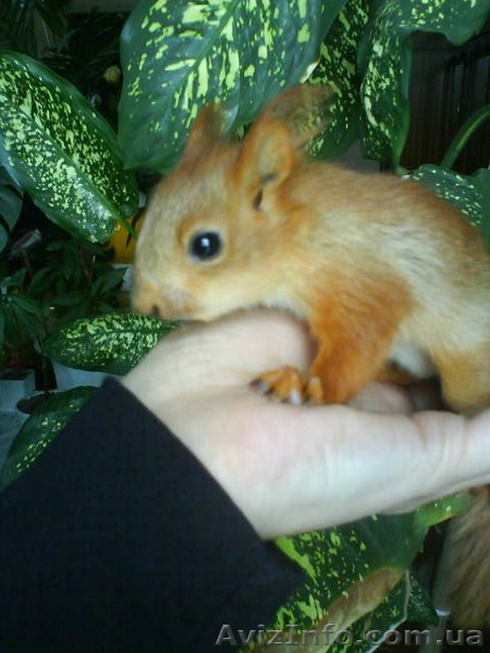 Белка, ручные  бельчата  продаются у нас - <ro>Изображение</ro><ru>Изображение</ru> #1, <ru>Объявление</ru> #902302