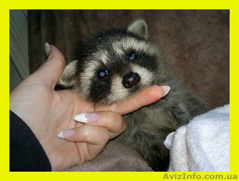 Енот полоскун, ручные малыши продам - <ro>Изображение</ro><ru>Изображение</ru> #1, <ru>Объявление</ru> #901346