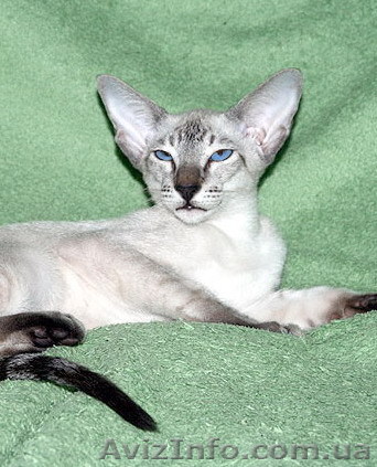 Синеглазая красавица сиамочка - <ro>Изображение</ro><ru>Изображение</ru> #1, <ru>Объявление</ru> #906100