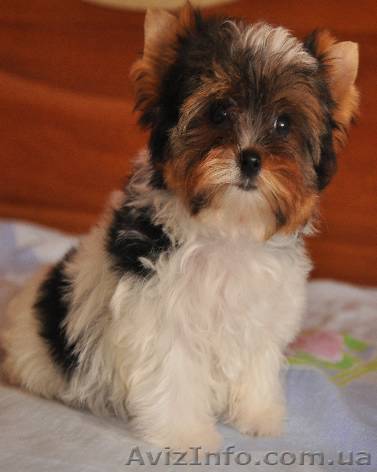 Бивер Йорк Терьер - <ro>Изображение</ro><ru>Изображение</ru> #1, <ru>Объявление</ru> #893566