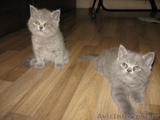 Шотландская короткошерстная (Скоттиш-страйт) - <ro>Изображение</ro><ru>Изображение</ru> #1, <ru>Объявление</ru> #904652