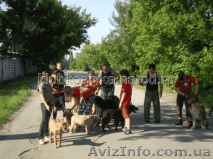 Услуги животным Донецк и область. - <ro>Изображение</ro><ru>Изображение</ru> #1, <ru>Объявление</ru> #911626