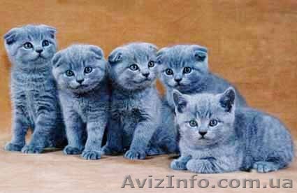 Продам британских котят недорого Киев, вислоухие котята купить Киев - <ro>Изображение</ro><ru>Изображение</ru> #1, <ru>Объявление</ru> #908359