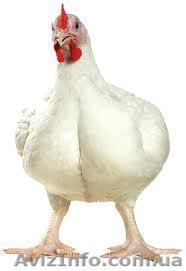 Цыплята-бройлеры (подросток) - <ro>Изображение</ro><ru>Изображение</ru> #1, <ru>Объявление</ru> #914335