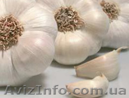Молодой чеснок из Испании. Урожай 2013 года. - <ro>Изображение</ro><ru>Изображение</ru> #1, <ru>Объявление</ru> #915935