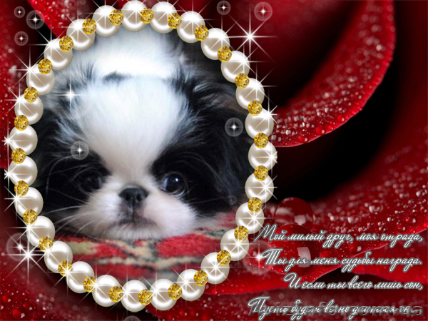 Японский хин (сайт и форум)                 - <ro>Изображение</ro><ru>Изображение</ru> #1, <ru>Объявление</ru> #934887