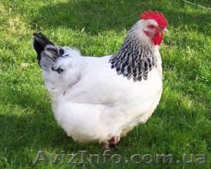 куры подрощенные  породы "Адлер серебристый" - <ro>Изображение</ro><ru>Изображение</ru> #1, <ru>Объявление</ru> #59904