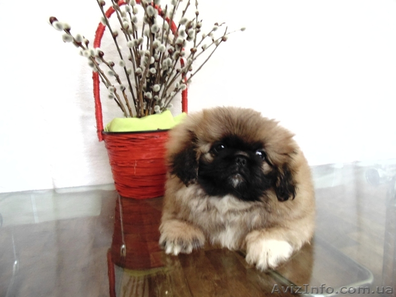 Пекинес - девочка - продам - <ro>Изображение</ro><ru>Изображение</ru> #1, <ru>Объявление</ru> #923290