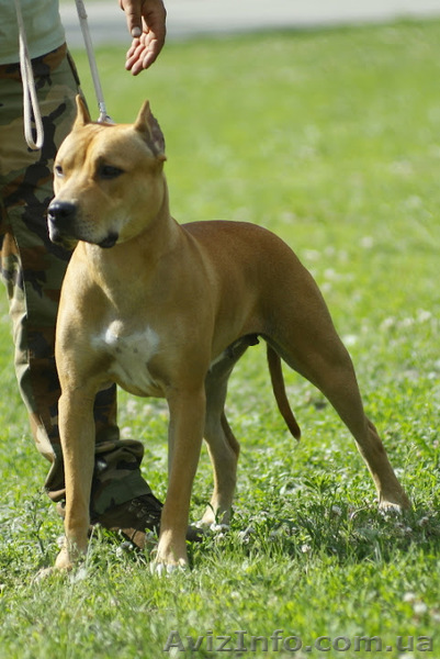 Щенки питбуля элитные - <ro>Изображение</ro><ru>Изображение</ru> #1, <ru>Объявление</ru> #944151