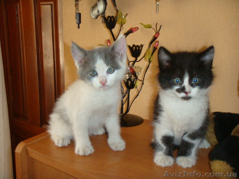 Котята бесплатно - <ro>Изображение</ro><ru>Изображение</ru> #1, <ru>Объявление</ru> #939043
