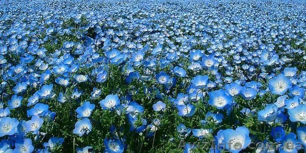 Изделия из льна - <ro>Изображение</ro><ru>Изображение</ru> #1, <ru>Объявление</ru> #941131