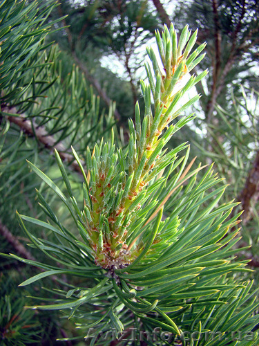 участок под застройку с.мостище 29 км от киева - <ro>Изображение</ro><ru>Изображение</ru> #1, <ru>Объявление</ru> #952382