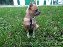 Милая девочка чихуахуа - <ro>Изображение</ro><ru>Изображение</ru> #1, <ru>Объявление</ru> #963778