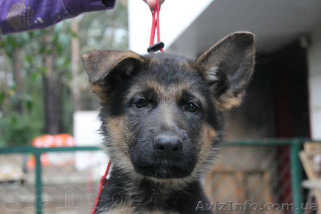 Породные красавцы - щенки овчарки - <ro>Изображение</ro><ru>Изображение</ru> #1, <ru>Объявление</ru> #955054