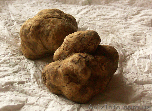 Продам гриб - белый трюфель (Италия) - <ro>Изображение</ro><ru>Изображение</ru> #1, <ru>Объявление</ru> #966159