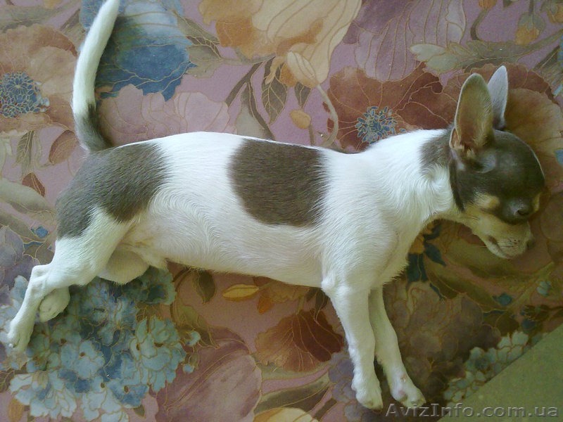 Мальчик чиа-хуа ищет невесту - <ro>Изображение</ro><ru>Изображение</ru> #1, <ru>Объявление</ru> #959749