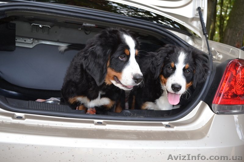 очаровательные бернцы - <ro>Изображение</ro><ru>Изображение</ru> #1, <ru>Объявление</ru> #968312