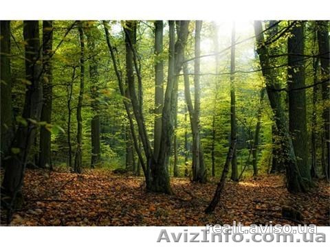 Земельный участок  Иванковичи - <ro>Изображение</ro><ru>Изображение</ru> #1, <ru>Объявление</ru> #960154